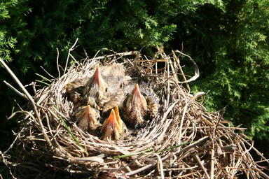  We found these baby birds in our xmas tree, they had lost their mother so we took them to the bird rescue lady.